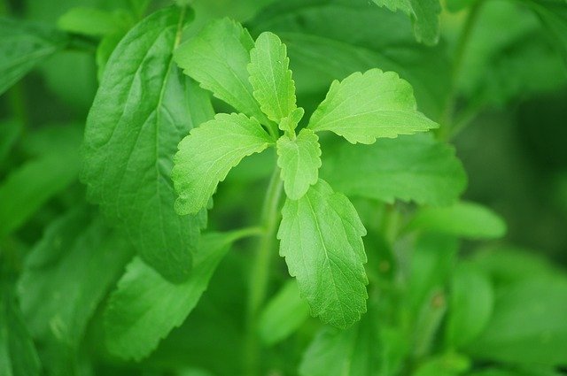 1 एकड़ ज़मीन पर खेती करके कैसे कमायें लाखों | Stevia Meaning in Hindi